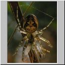 Metellina cf segmentata - Herbstspinne 04.jpg